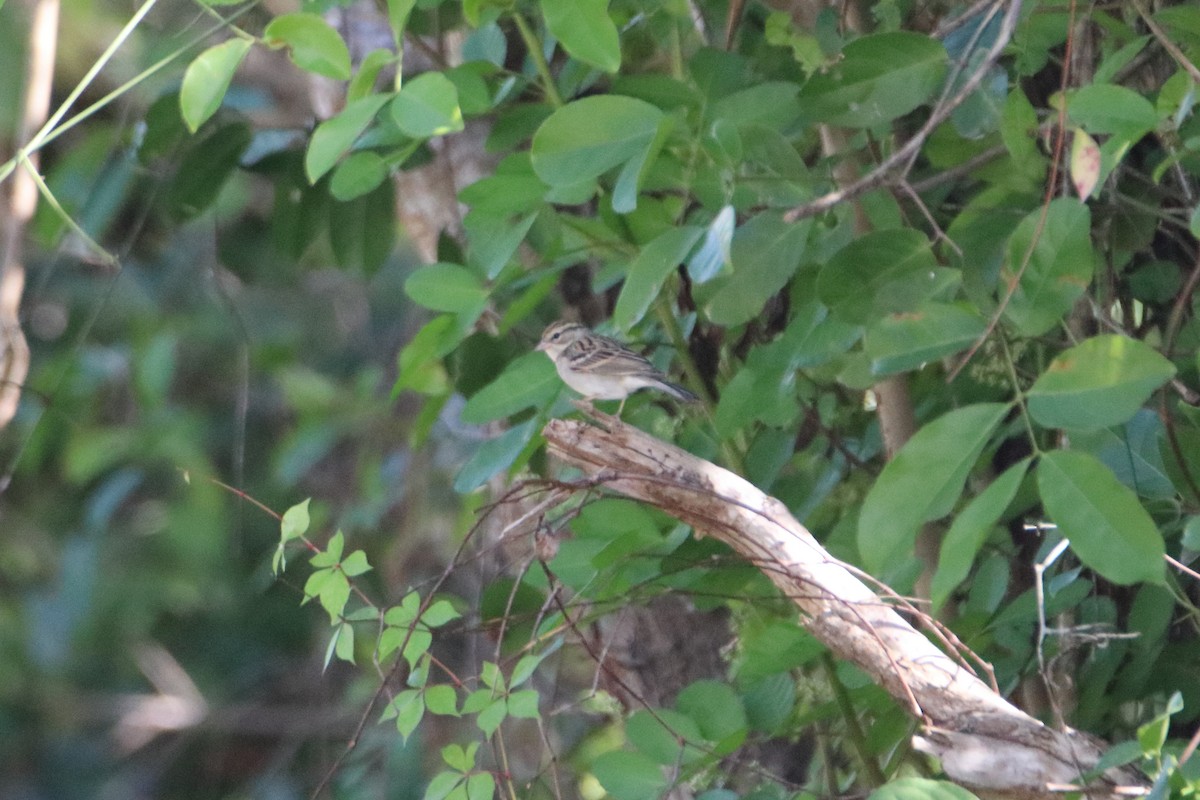 Chipping Sparrow - ML640938290