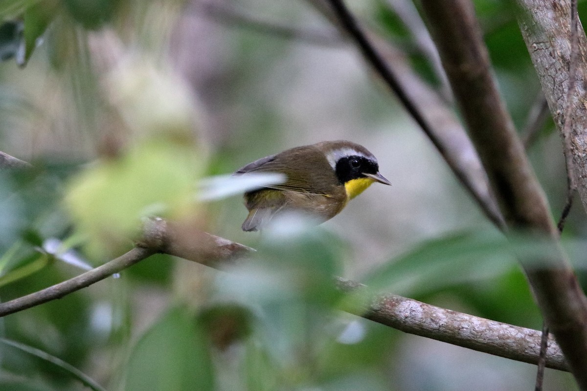 Common Yellowthroat - ML640938311
