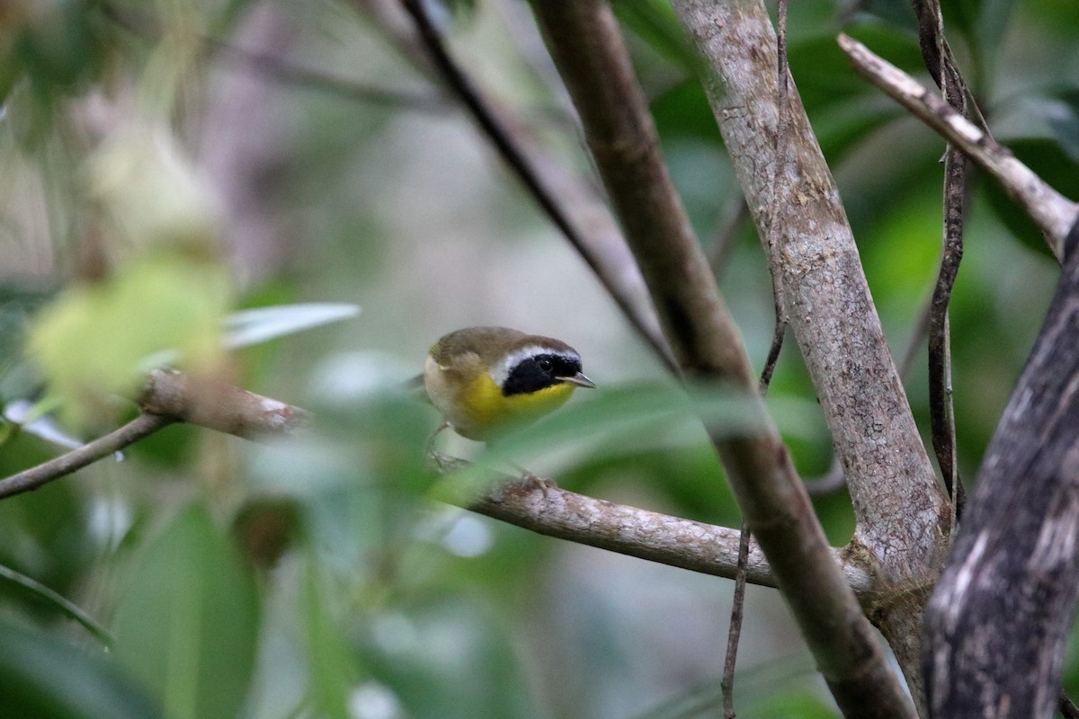 Common Yellowthroat - ML640938314