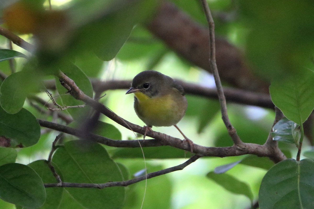 Common Yellowthroat - ML640938321