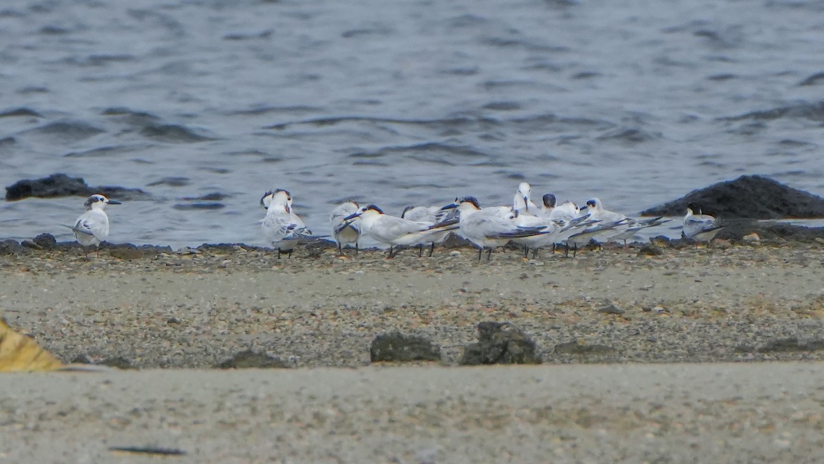 Sandwich Tern - ML640938329