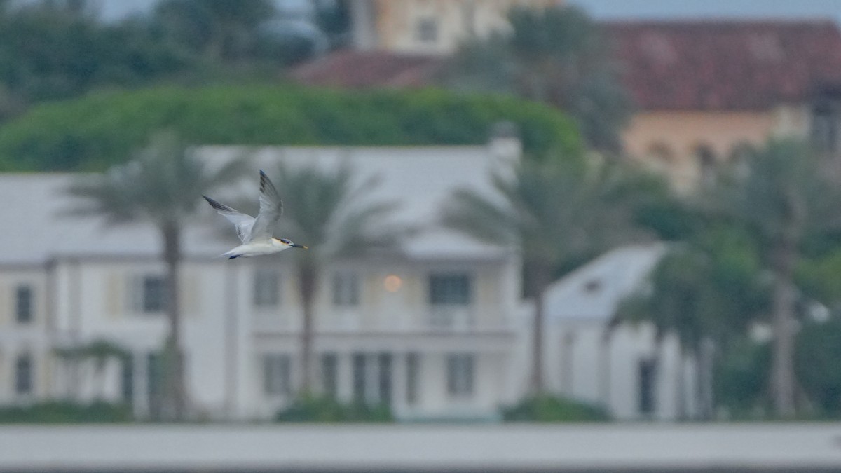Sandwich Tern - ML640938346