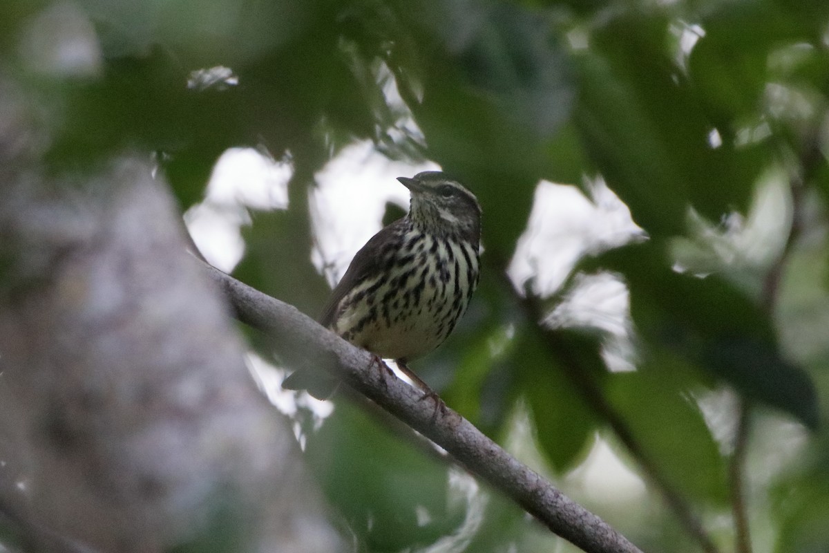 Northern Waterthrush - ML640938355