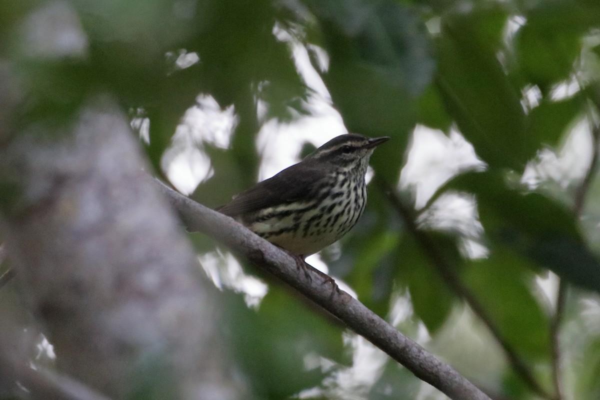 Northern Waterthrush - ML640938356