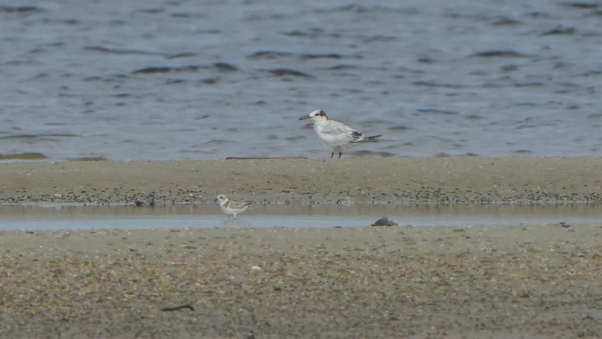 Sandwich Tern - ML640938357