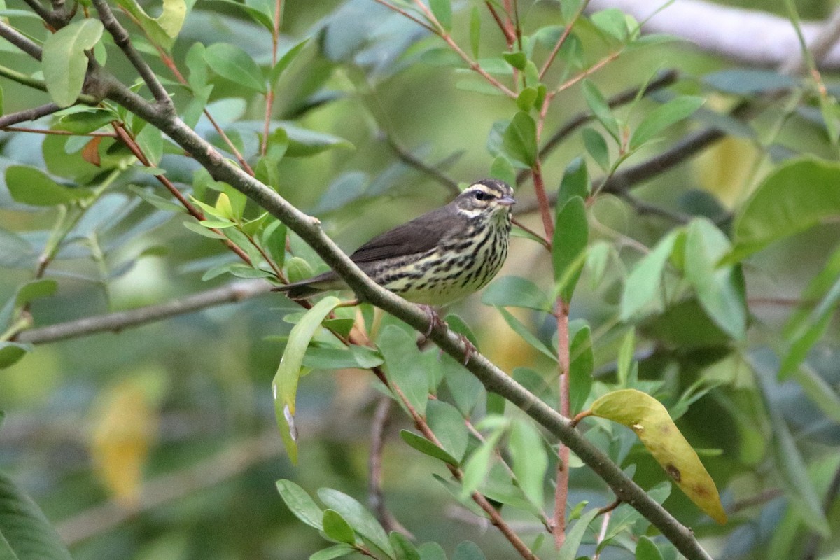 Northern Waterthrush - ML640938362