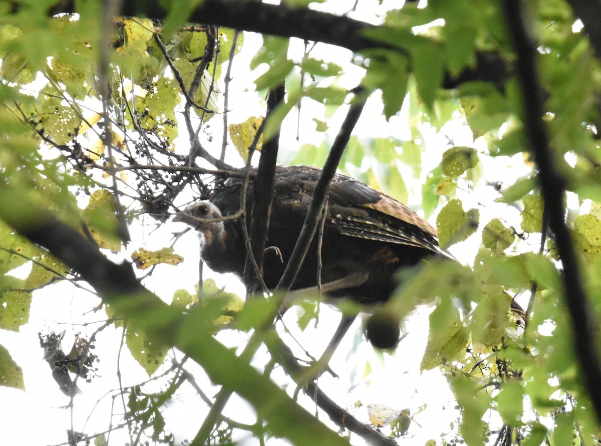 火雞 - ML640938365