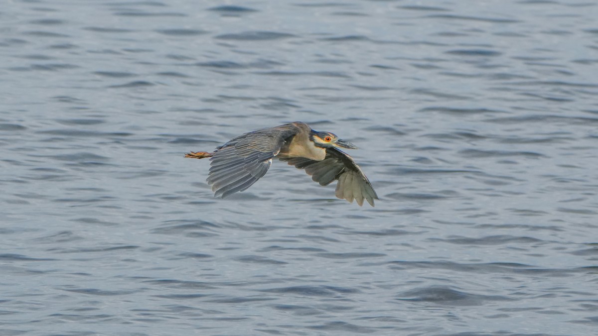 Yellow-crowned Night Heron - ML640938373