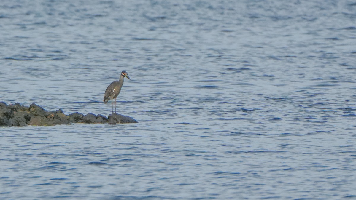 Yellow-crowned Night Heron - ML640938389