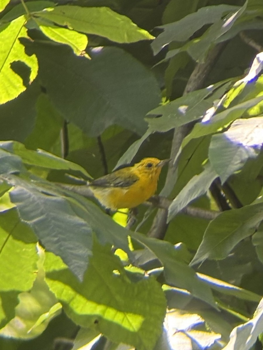 Prothonotary Warbler - ML640938390