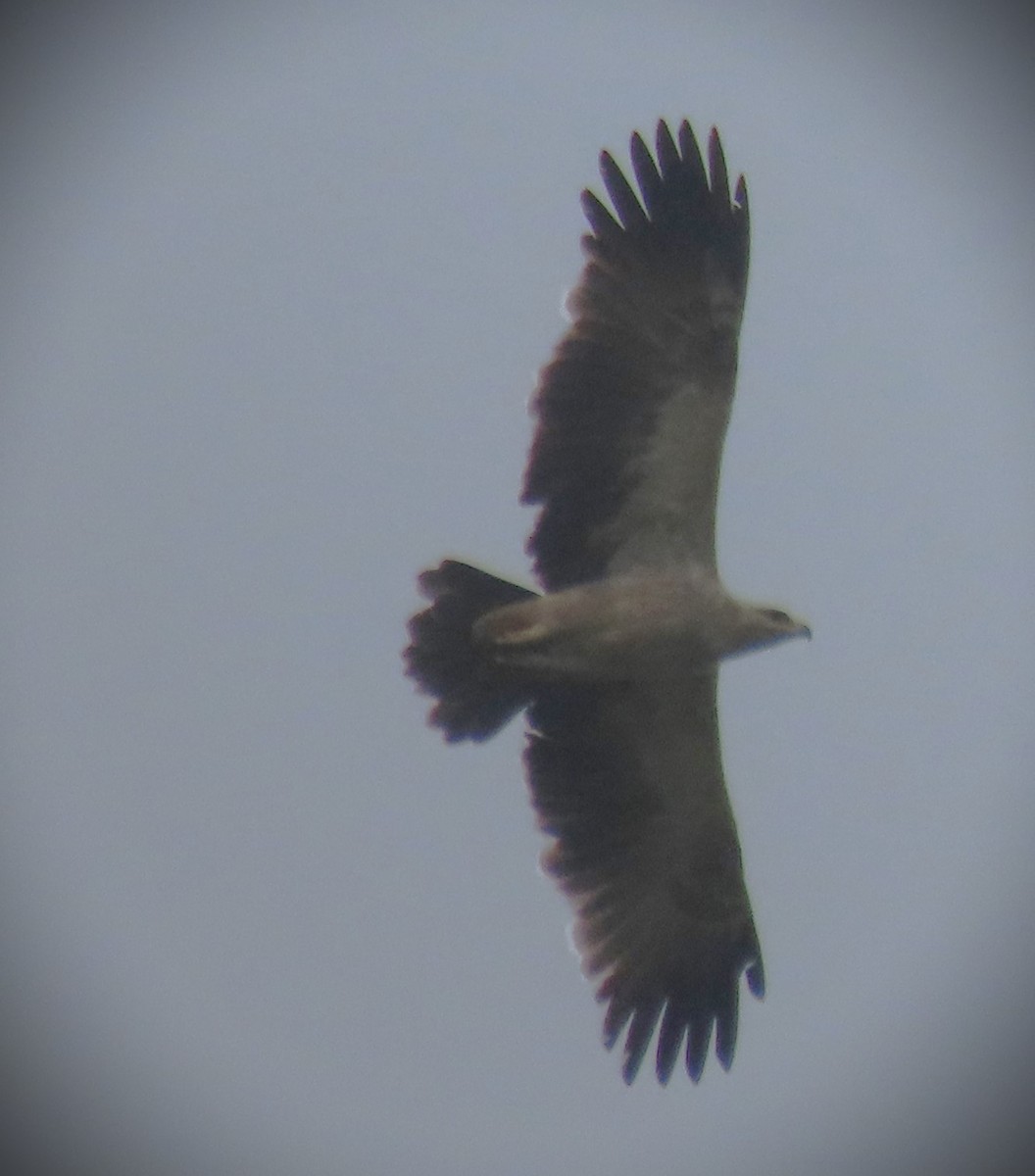 Tawny Eagle - ML640938391