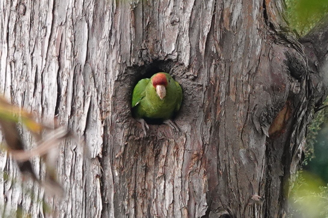 Scarlet-fronted Parakeet - ML640938393