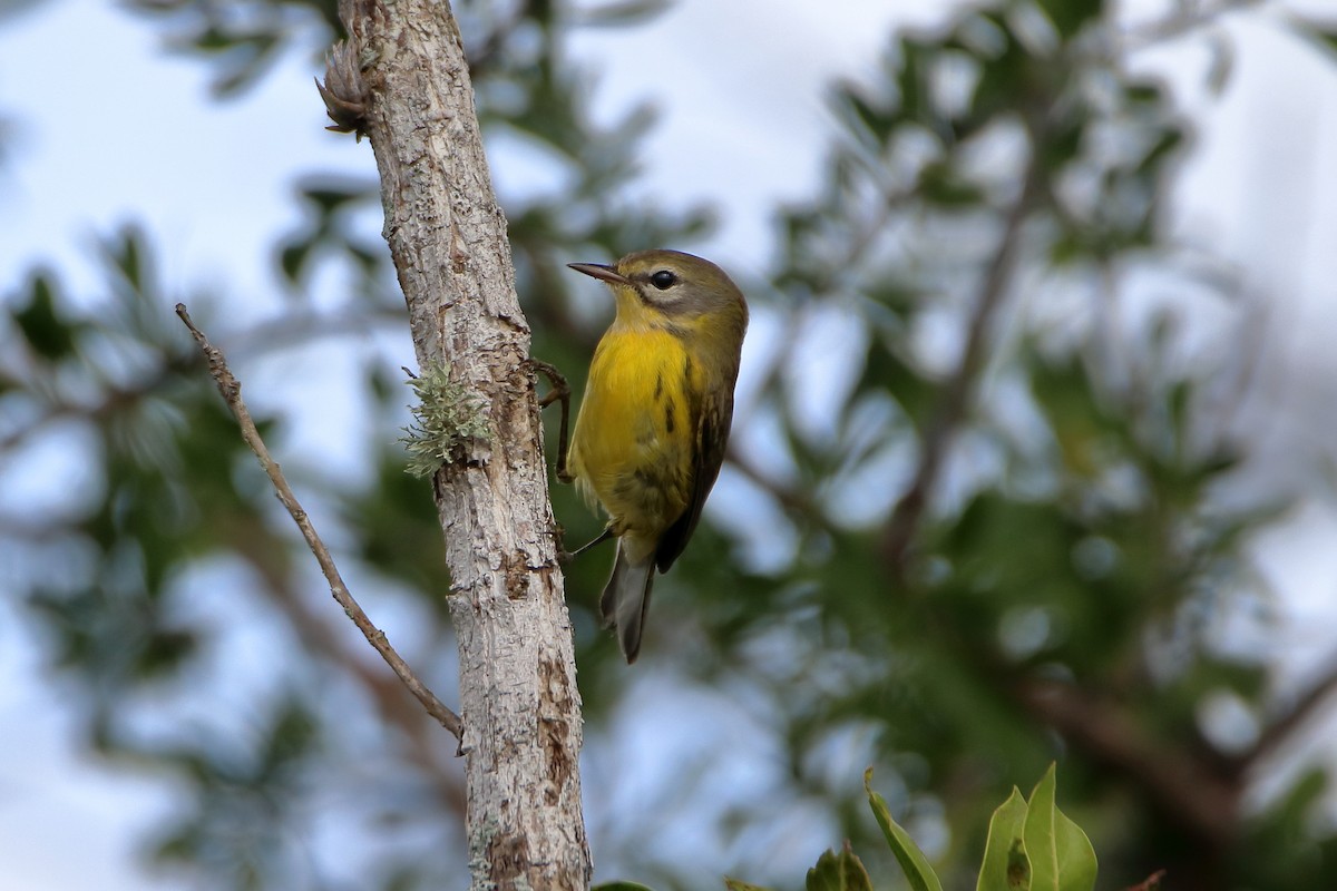 Prairie Warbler - ML640938396