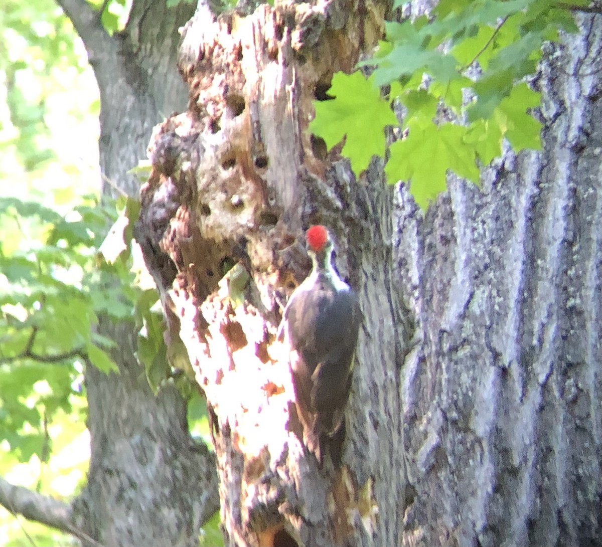 Pileated Woodpecker - ML640938399