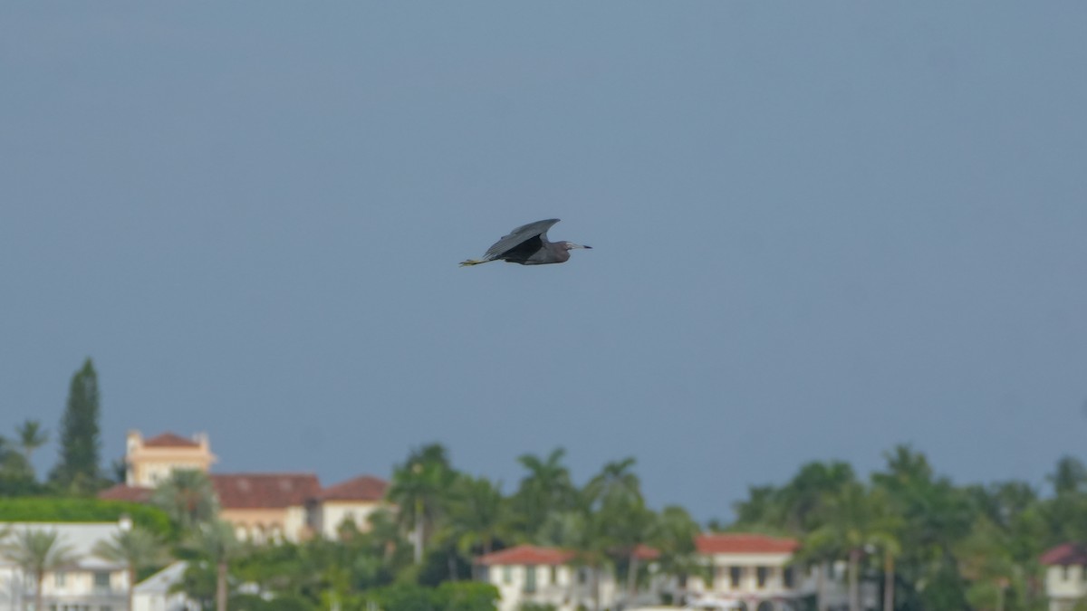 Little Blue Heron - ML640938404