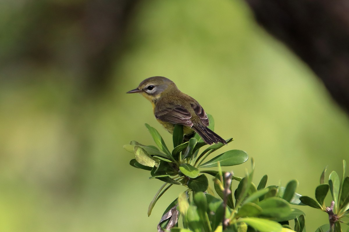 Prairie Warbler - ML640938405
