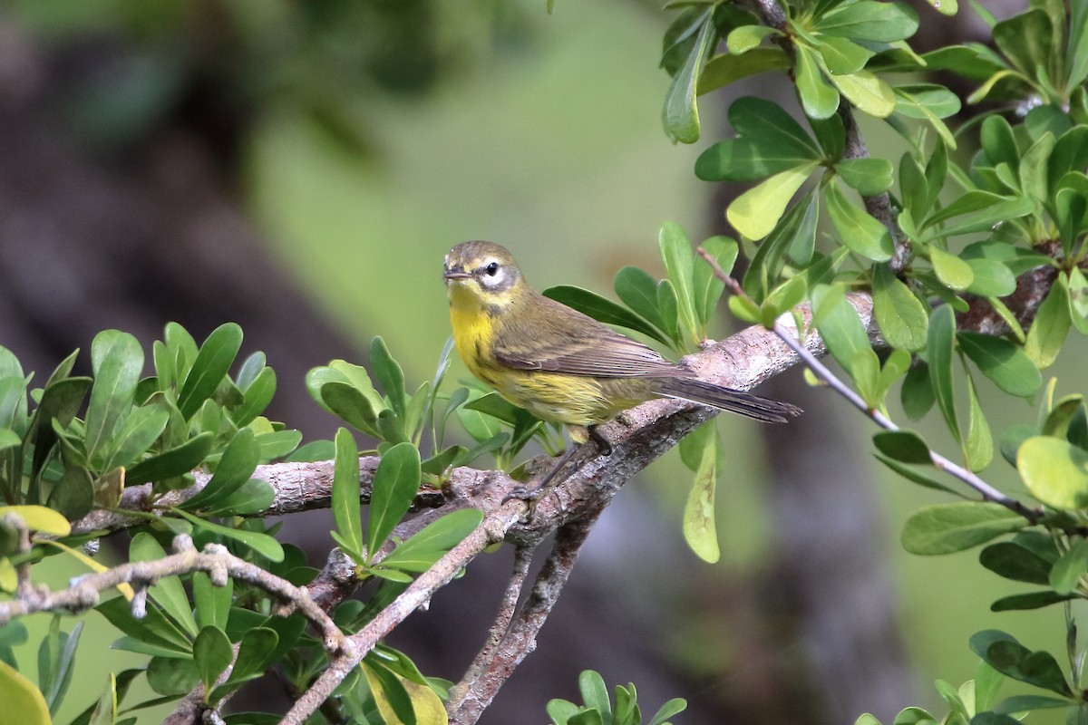 Prairie Warbler - ML640938407