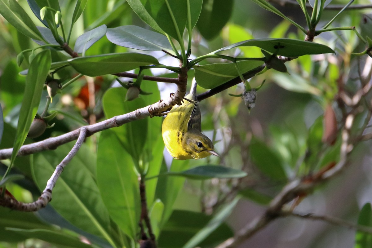 Prairie Warbler - ML640938433