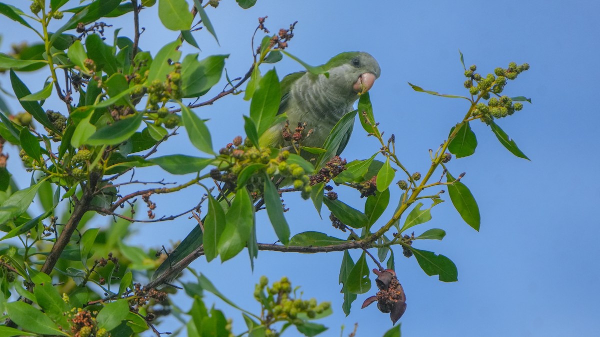 Monk Parakeet - ML640938435