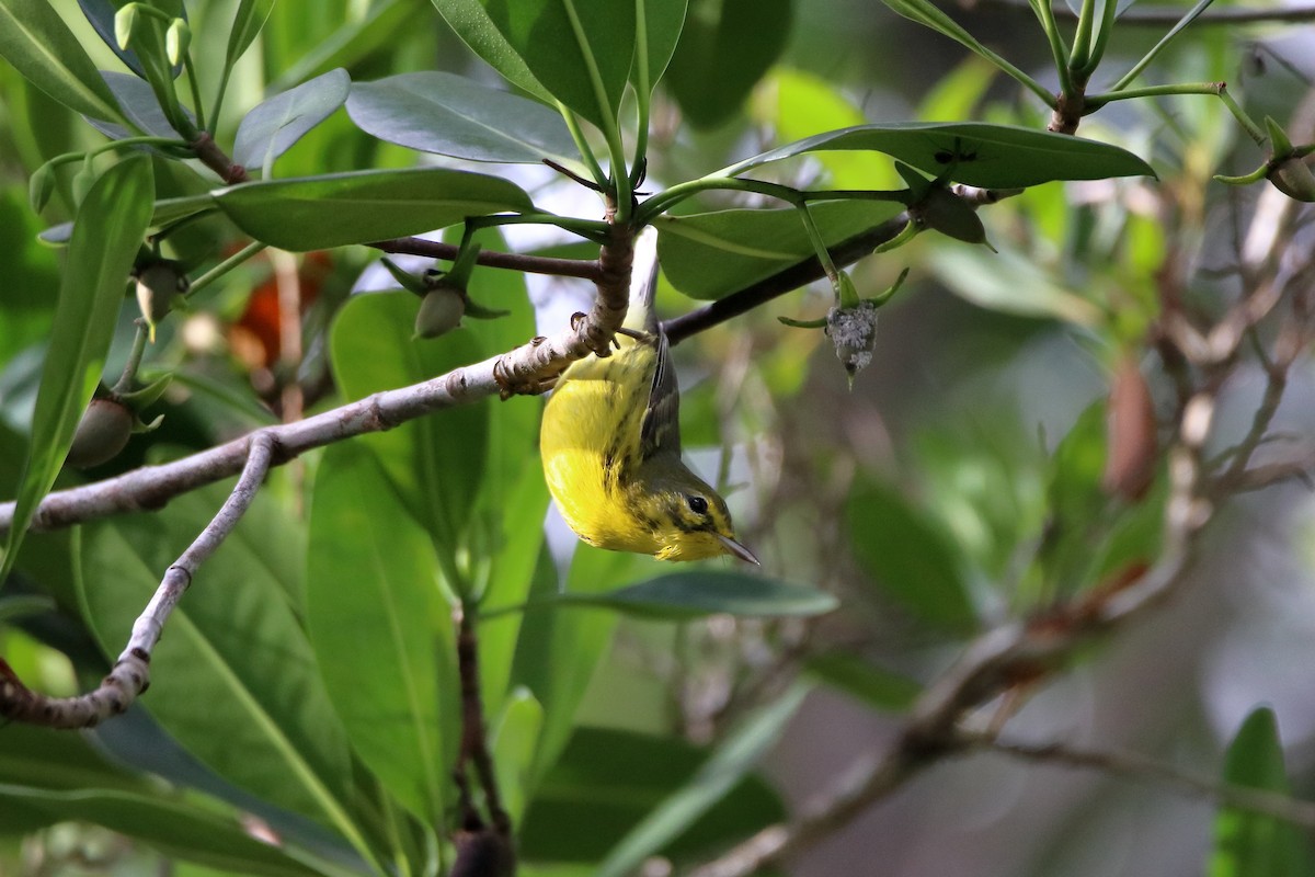Prairie Warbler - ML640938436