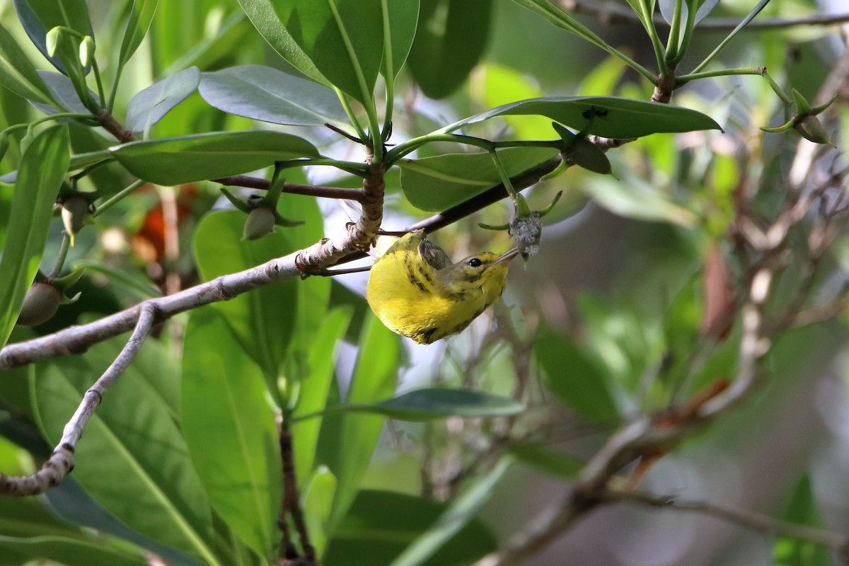 Prairie Warbler - ML640938447