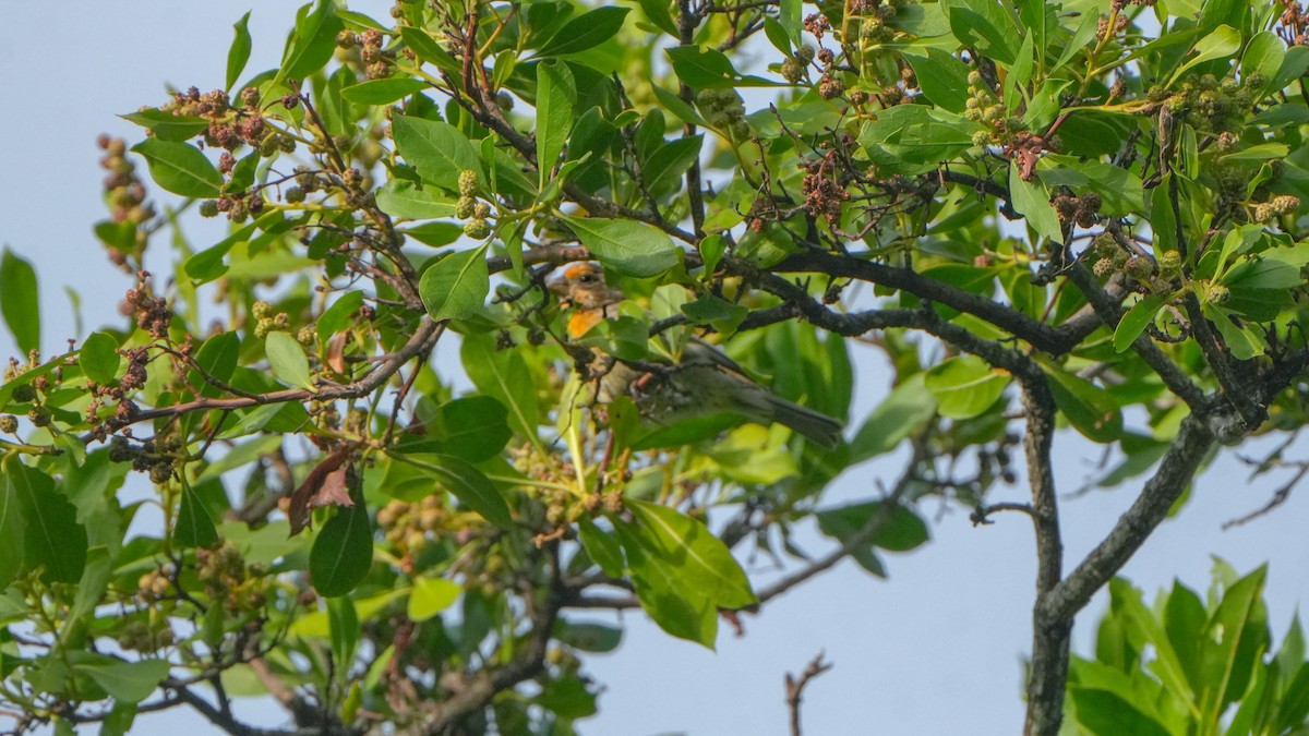 House Finch - ML640938456