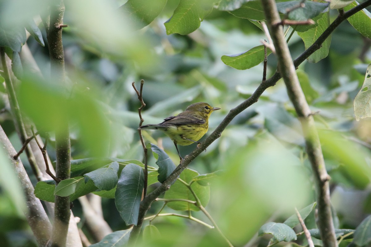 Prairie Warbler - ML640938459
