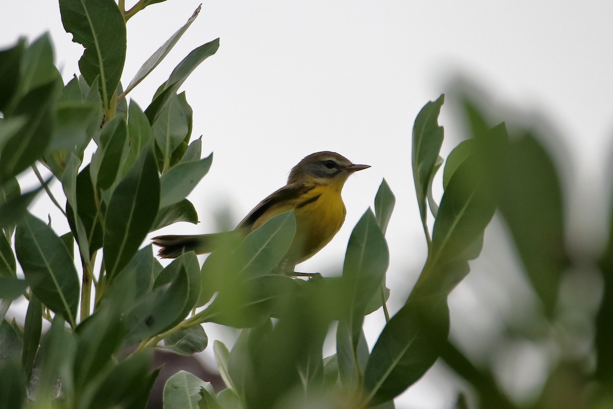 Prairie Warbler - ML640938472