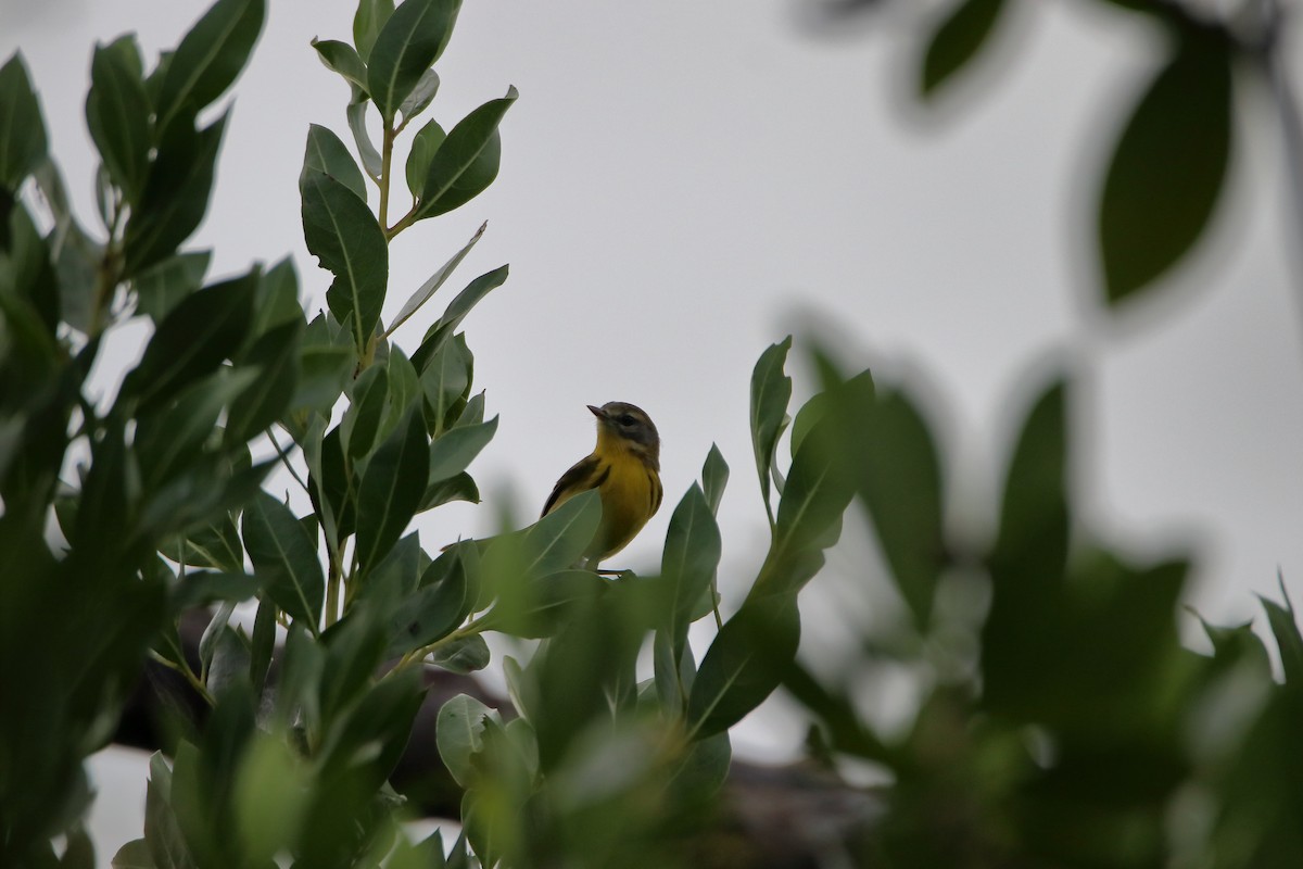 Prairie Warbler - ML640938476