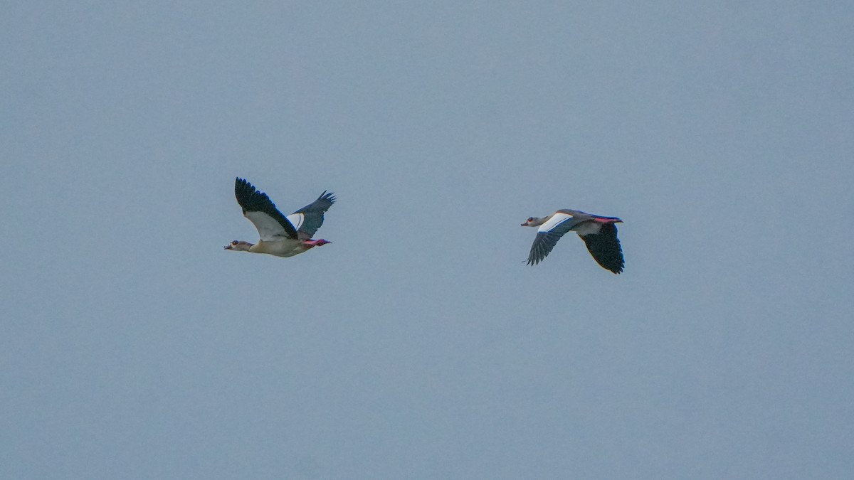 Egyptian Goose - ML640938494