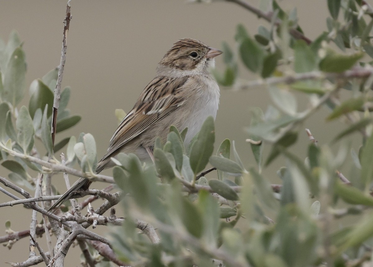 Карнатка лучна - ML640938496