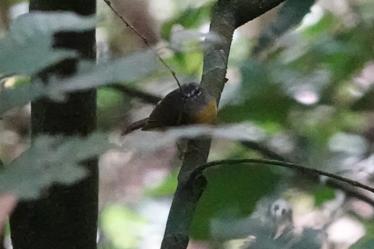 White-lored Warbler - ML640938662