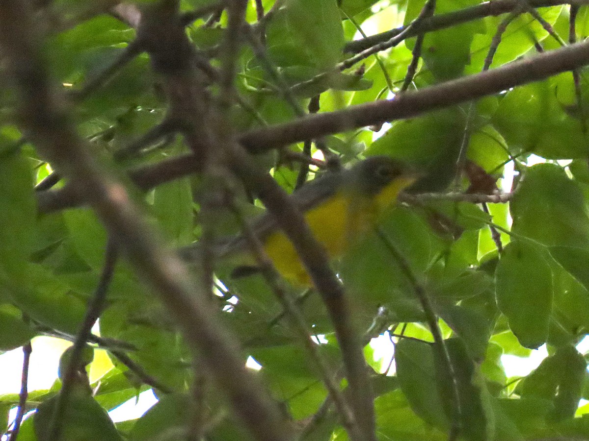 Canada Warbler - ML640938672