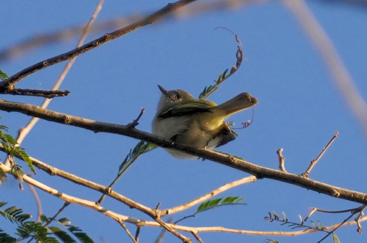 Gray-headed Elaenia - ML640938687
