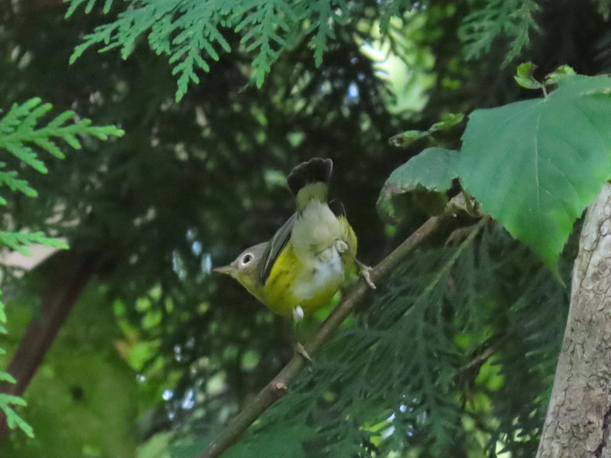 Magnolia Warbler - ML640938697