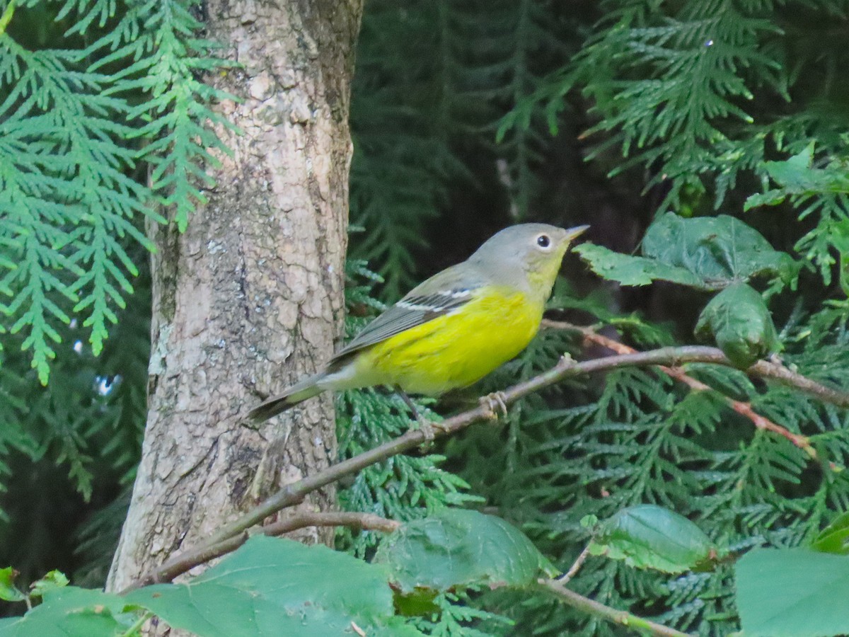 Magnolia Warbler - ML640938698