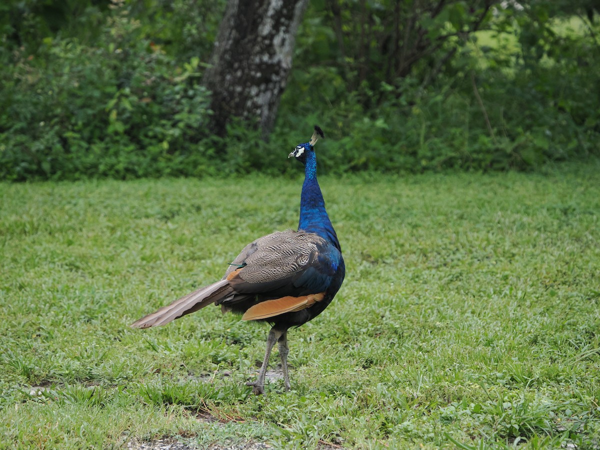 Indian Peafowl - ML640938720