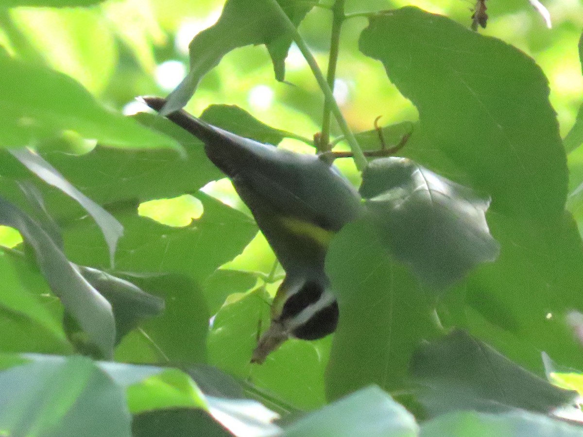 Golden-winged Warbler - ML640938731