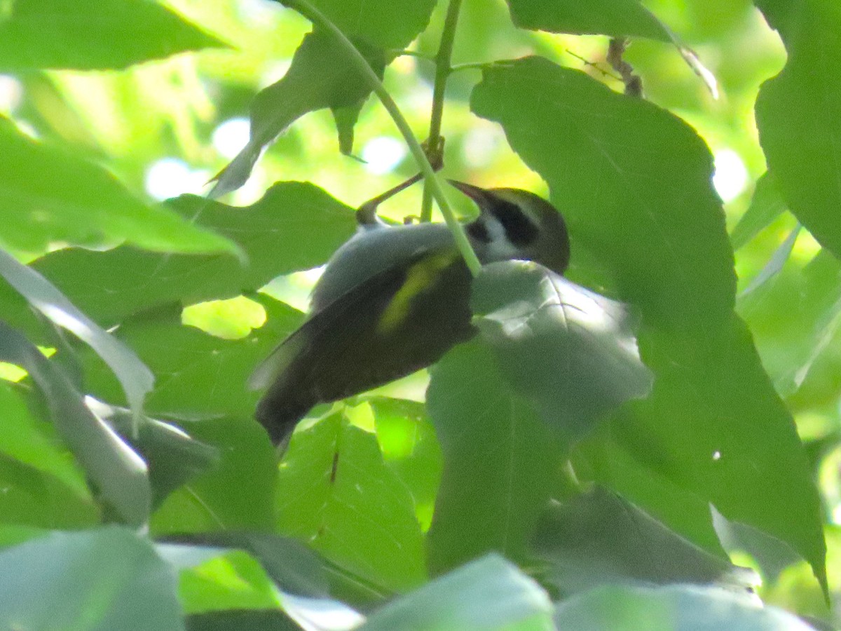 Golden-winged Warbler - ML640938732