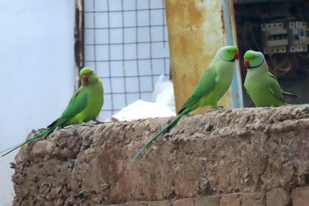 Rose-ringed Parakeet - ML640938742