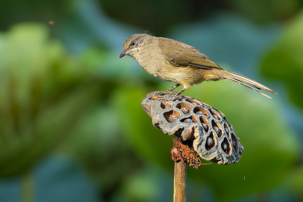 Streak-eared Bulbul - ML640938750