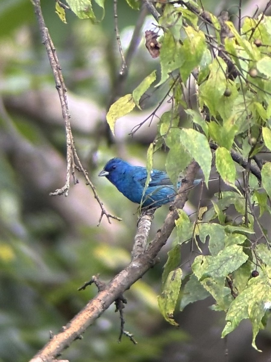 Indigo Bunting - ML640938759