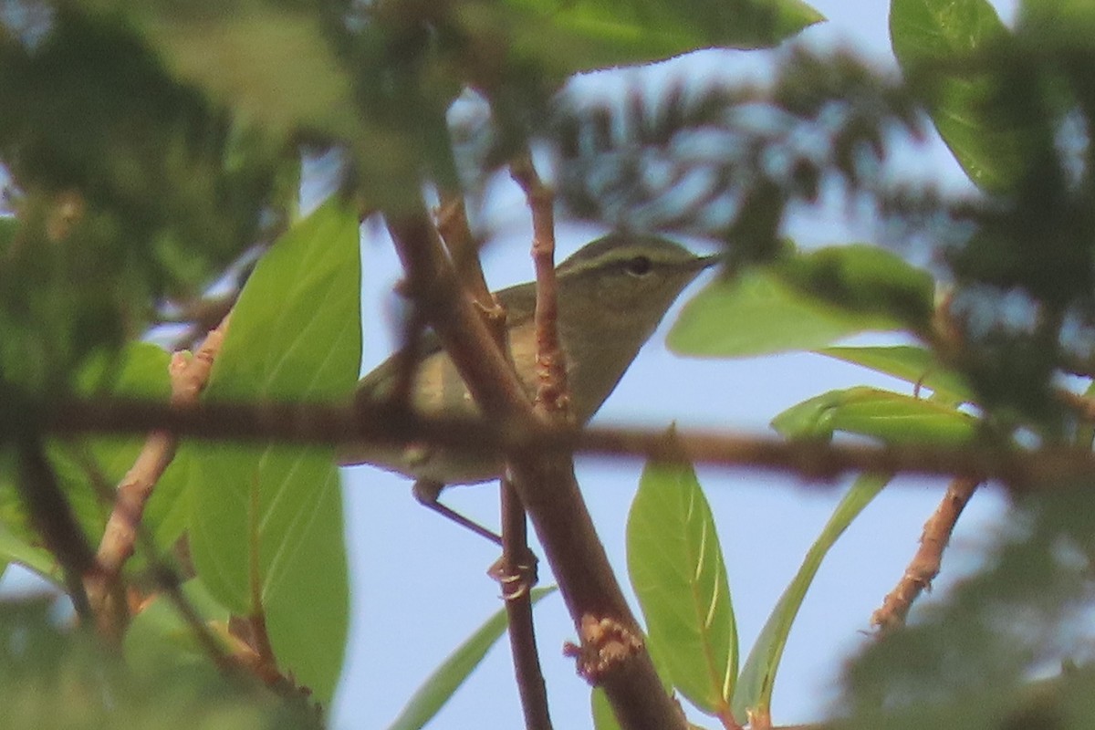 Hume's Warbler - ML640938766