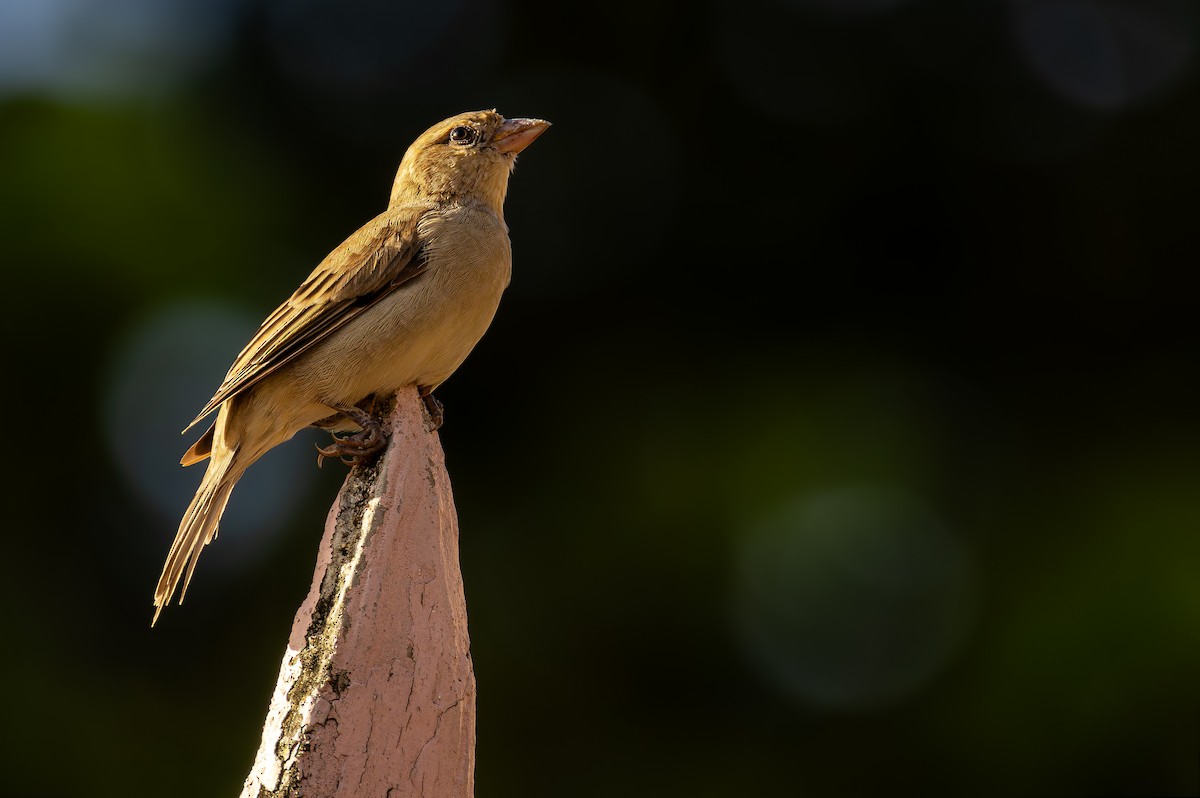 Plain-backed Sparrow - ML640938774