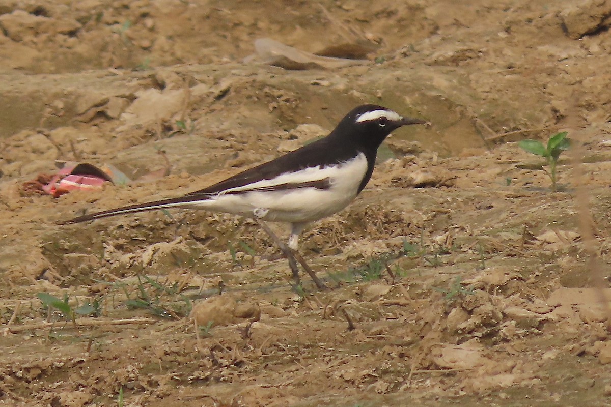 White-browed Wagtail - ML640938782