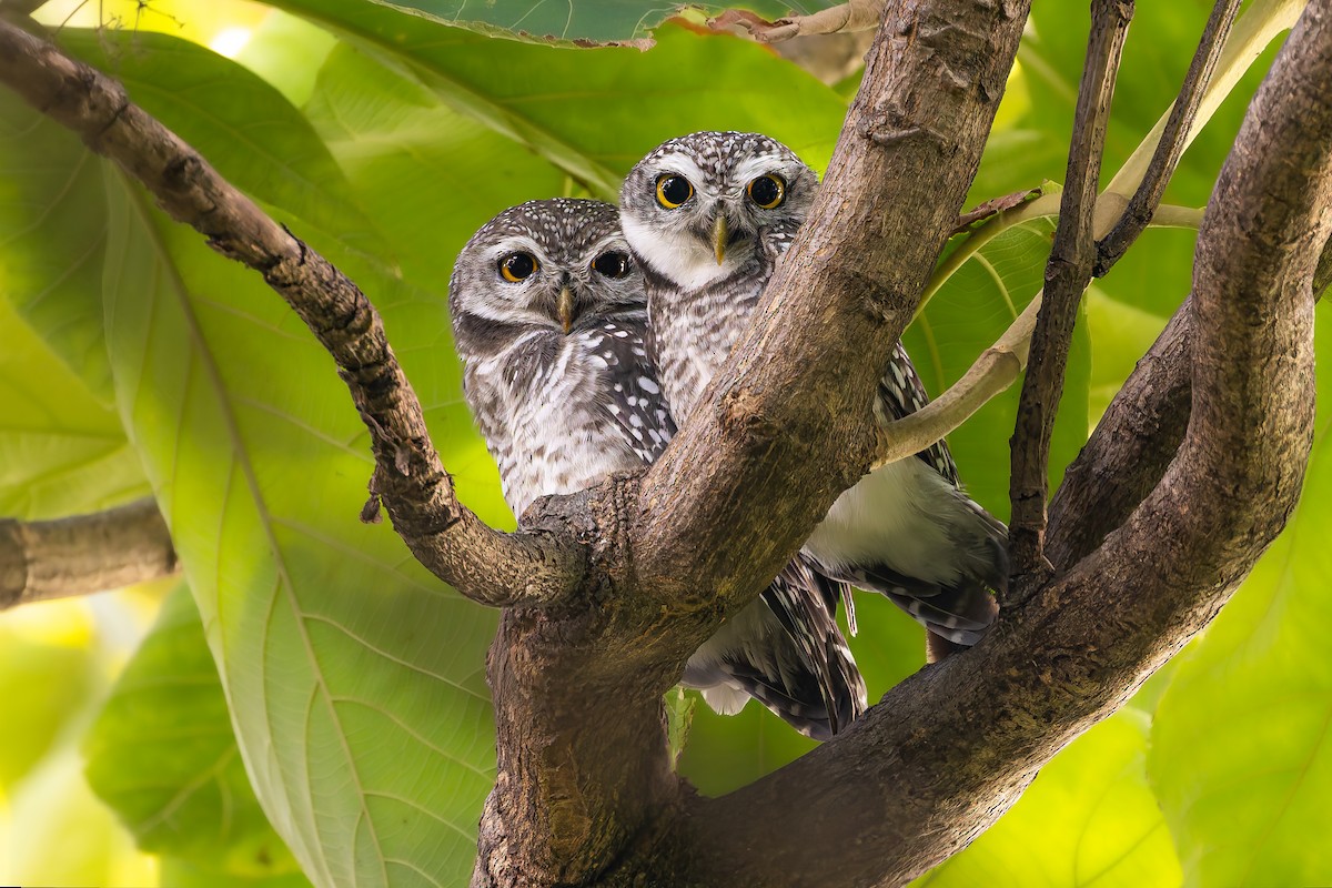 Spotted Owlet - ML640938785