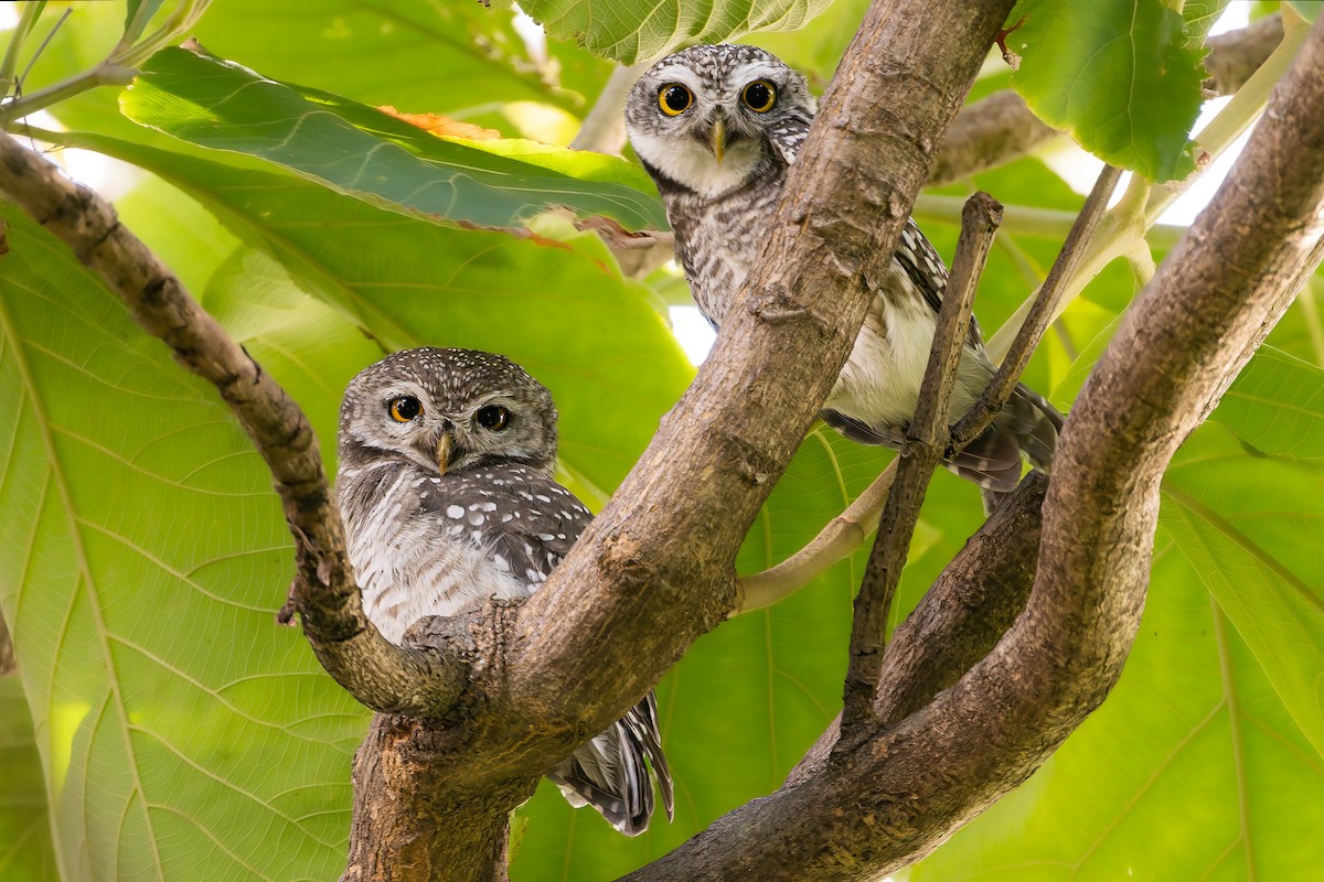 Spotted Owlet - ML640938786