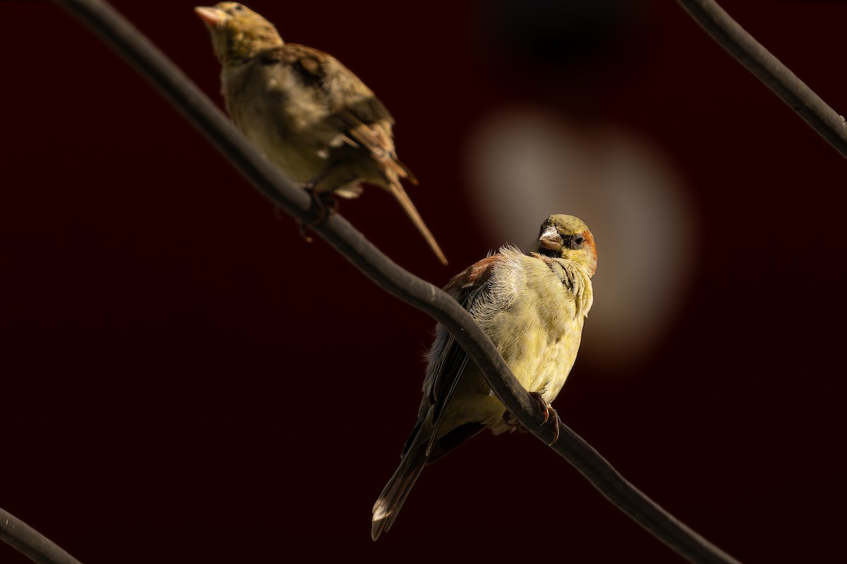 Plain-backed Sparrow - ML640938794