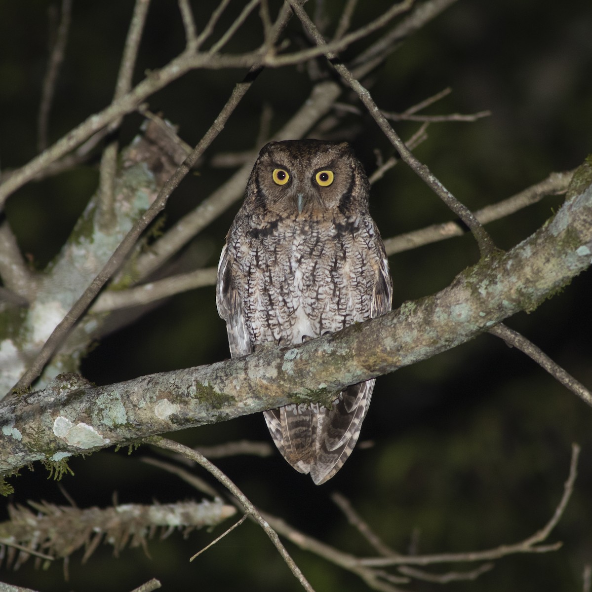 Long-tufted Screech-Owl - ML640938796