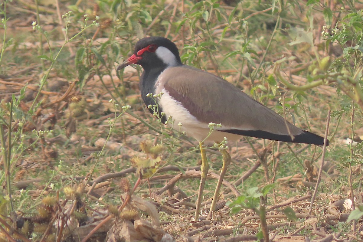 Red-wattled Lapwing - ML640938802